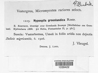 Image of Pleuroceras groenlandicum